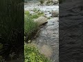 Beauty of Nature | fresh water | #nature