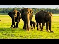 #elephants #unknown facts about elephants 🐘#youtube