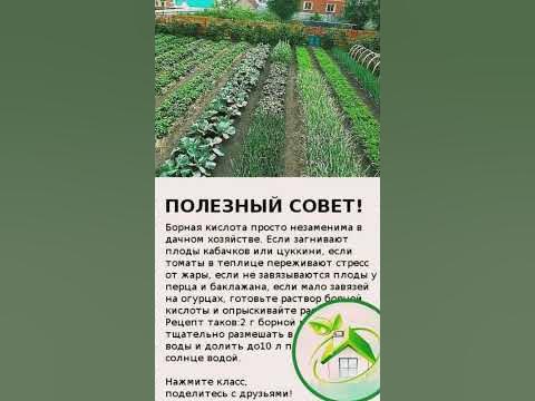 #советы #советдня #огурцы #удобрение #садогород - YouTube