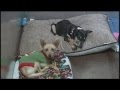 Foothills Animal Rescue Foothills Animal Rescue