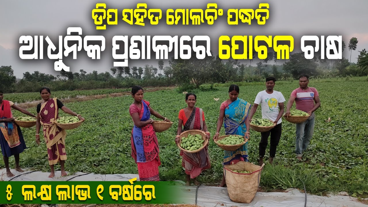 ବୈଜ୍ଞାନିକ ଉପାୟରେ ପୋଟଳ ଚାଷ କରି ଚାଷୀ ମାଲାମାଲ Parwal Farming with Drip