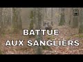 Battue aux sangliers - Chasse automnale 2/2