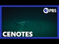 Cenotes and Freediving Challenges