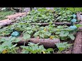 I Added These To My Pumpkin Patch To Attract Pollinators
