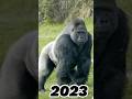 2023 gorilla and 5000bce gorilla  deepak gaming toonz youtube short