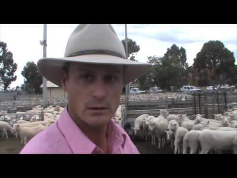 Bendigo First-cross ewes