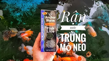 Fish 88: Cách trị trùng mỏ neo, rận nước hiệu quả 100%