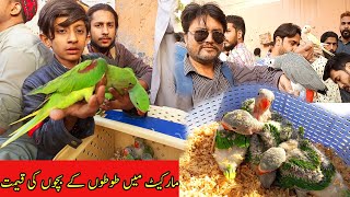 Parrot Price in Lalukhet Sunday Birds Market | Baby Parrots Price in Pakistan 2022
