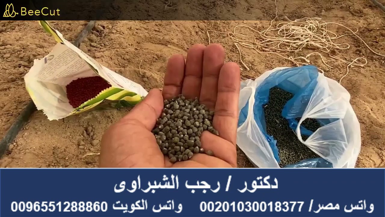 زراعة البامية تحت نظام الرى بالتنقيط 2021  وتحت النت هاوس تجهيز التربة وما بجب مرعاته عند الزراعة