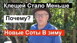 Пасека#132 Готовые Новые соты в зиму от сильной семьи  /  Пчеловодство для начинающих