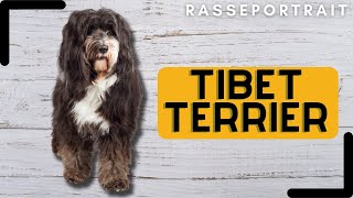 Tibet Terrier  Ursprung, Wesen, Training & Haltung