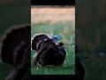 Самый чистый хэдшот сезона#охота #хедшот#точность #viral#turkey#shorts#foryou #epicshot