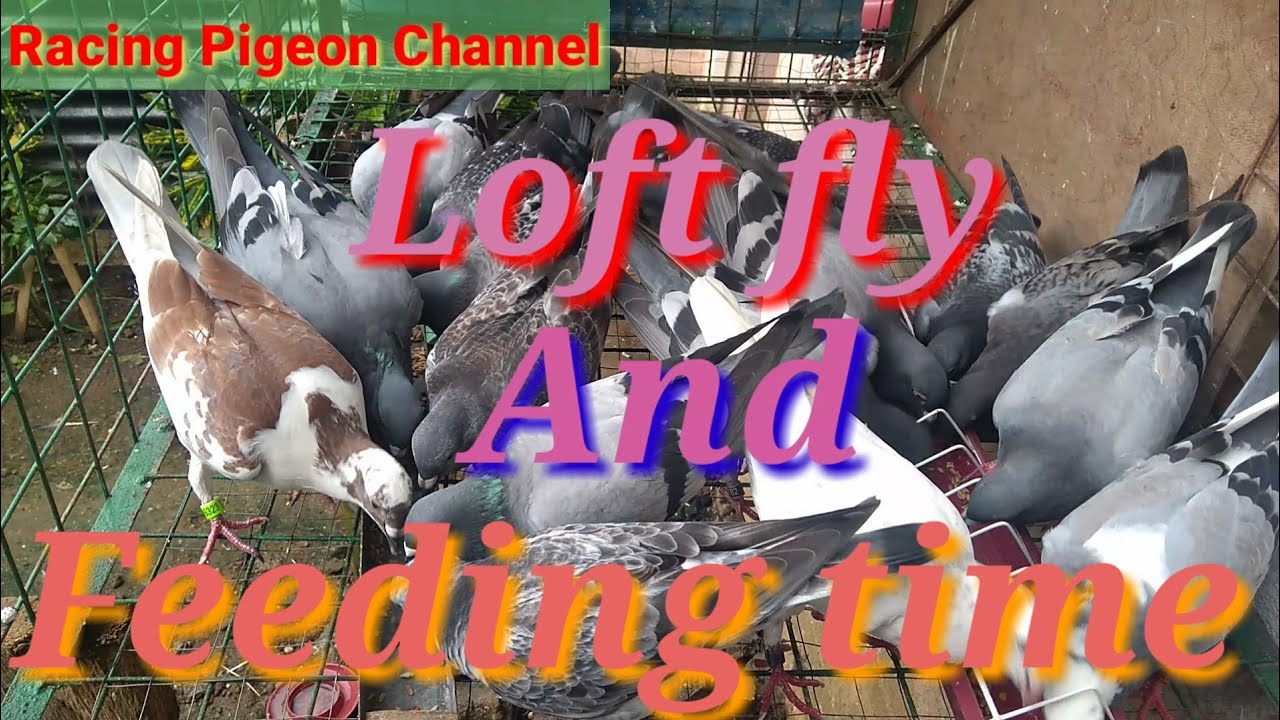 Loft fly and feeding time