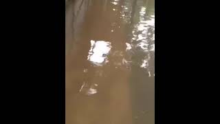 A flooded village yard in Bangladesh!😯#flood #naturaldisaster #globalwarming  #monsoon #fishing