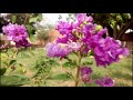 استعراض الزهور نجومي