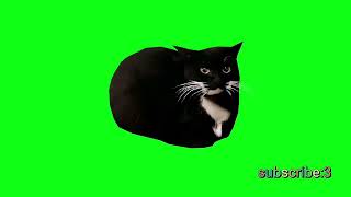 Maxwell The Cat Dancing Green Screen | 1080p 60 FPS #maxwell #cat #mem #2023