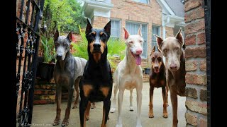 Exploring the Stunning Coat Colors of Doberman Dogs💥 by Pets Avenues 1,125 views 11 months ago 2 minutes, 48 seconds