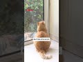 Un chat privé de sortie par la justice? 🤔🙀
