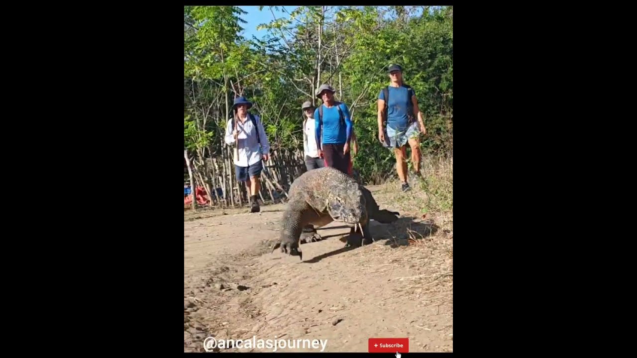 Dragons in Komodo Islands in Indonesia with @ancalasjourney 