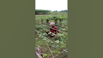 Manual Weeding in Pointed Gourd Field #shorts