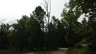 Ash Tree Explosion