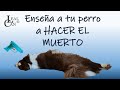 Enseña a tu PERRO la habilidad canina &quot;HACER EL MUERTO&quot; | LealCan Adiestramiento