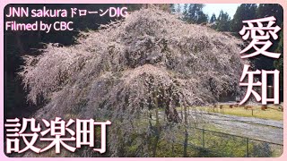 ダムに沈む町の桜　愛知県設楽町【JNN sakuraドローンDIG 2023】