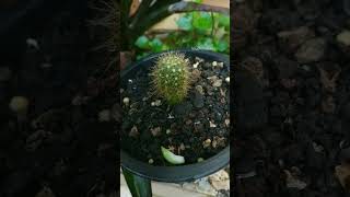 Download Lagu kaktus upin ipin MP3