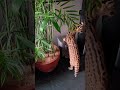 ❤️ Jangan Lupa Like,Komen&Subscribe ya #Serval #Kucing #Cat