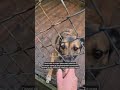 Ещё немного таких радостных от встречи приютских собачек. #приютдлясобак #приютдляживотных #dog