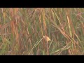 Paddyfield Warbler Locustella Certhiola Paddyfield Warbler Locustella Certhiola