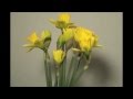 Daffodils for Delia