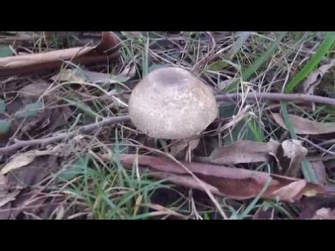 Video: Kërpudha Verore Pranë Shtëpisë