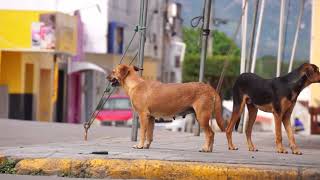 Why Do Dogs React Differently to Strangers? A Canine Behavior Deep Dive