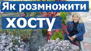 ОГЛЯД МОЄЇ КЛУМБИ \\ Як розмножити хосту. Як розділити кущ хости