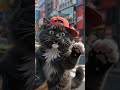 【爆走】サングラス猫のツーリング！豪快なウイリー走行がカッコよすぎるｗｗｗ #Shorts #猫 #AI動画
