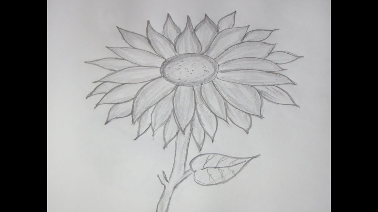 Pencil Drawings: Pencil Drawing Sunflower