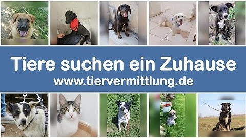 Tiere suchen ein Zuhause | Tiervermittlung.de