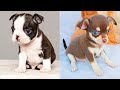 Baby Dogs - Cute and Funny Dog Videos Compilation #46 | Aww Animals