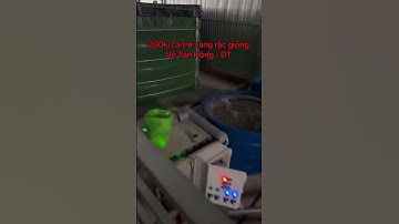 Cá trê vàng rặc giống. 0909770509#traicagiongutme#ca #cagiong #fish#traicagiongdongthap