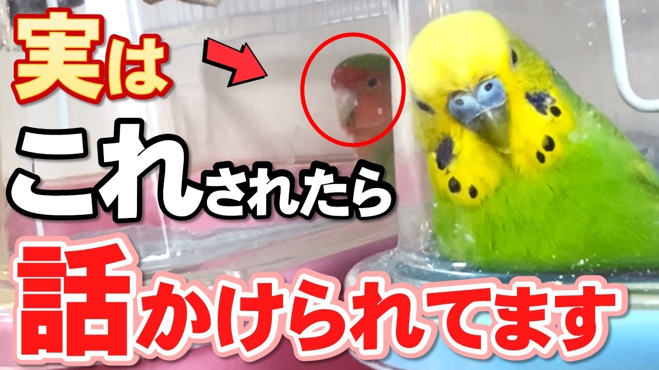 Don't ignore these gestures! 8 behaviors your budgie shows when
