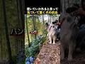 飼い主に置いていかれると思ったワンコのガチ反応