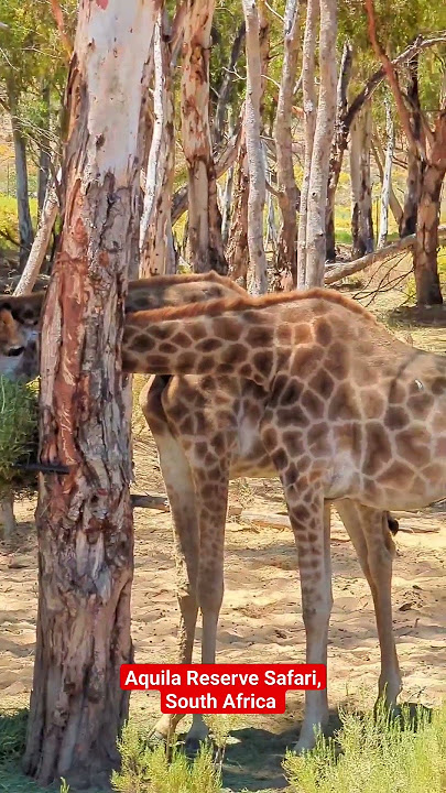 Aquila Private Game Reserve Safari, Cape Town, South Africa