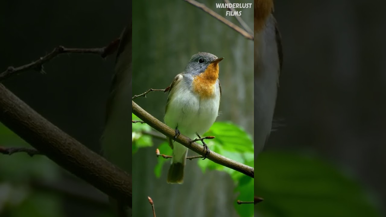 Sound of The Red Breasted Flycatcher