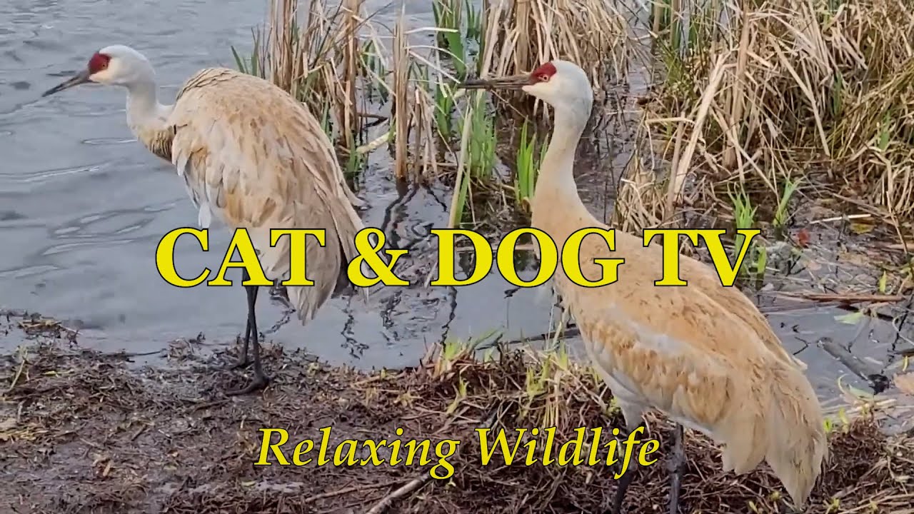 Cat and Dog TV Relaxing: Canada Geese, Cranes, Pigeons, Sparrows, Ducks - Natural Birds Sounds