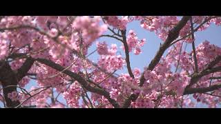 Sakura Relaxing Sleep Music + Insomnia - Stress Relief, Relaxing Music, Deep Sleeping Music #1 screenshot 4