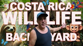 Costa Rica Wildlife & Nature in my Backyard - YouTube