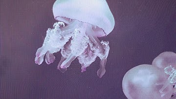 Casey, Casey - Vertical Space (Official Music Video)