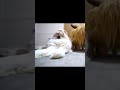 あくびの音が独特すぎるうさぎさん #Shorts