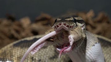 Pied Python eats 3 mice / Warning Live Feeding